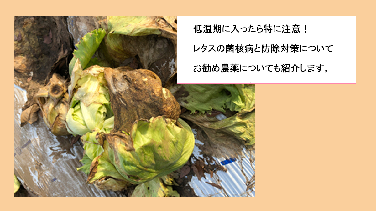 レタスの菌核病と防除対策について お勧めの農薬をご紹介 農業現場の病害虫 資材情報の発信サイト