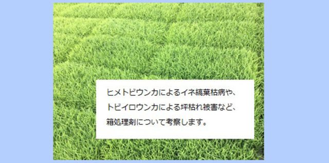 水稲箱処理剤についての考察 アイキャッチ