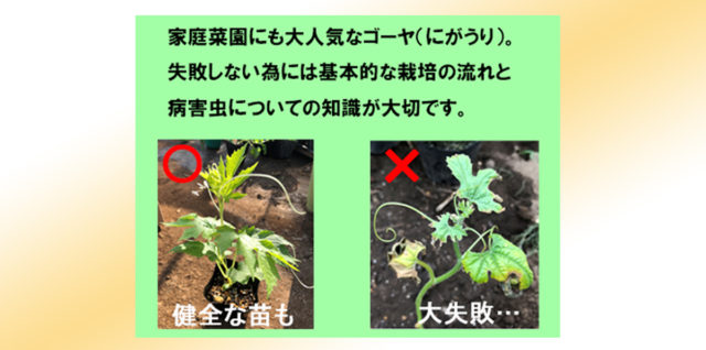 ゴーヤ にがうり の病害虫防除情報 農業現場の病害虫 資材情報の発信サイト