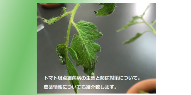 トマト斑点細菌病　生態　防除対策　アイキャッチ