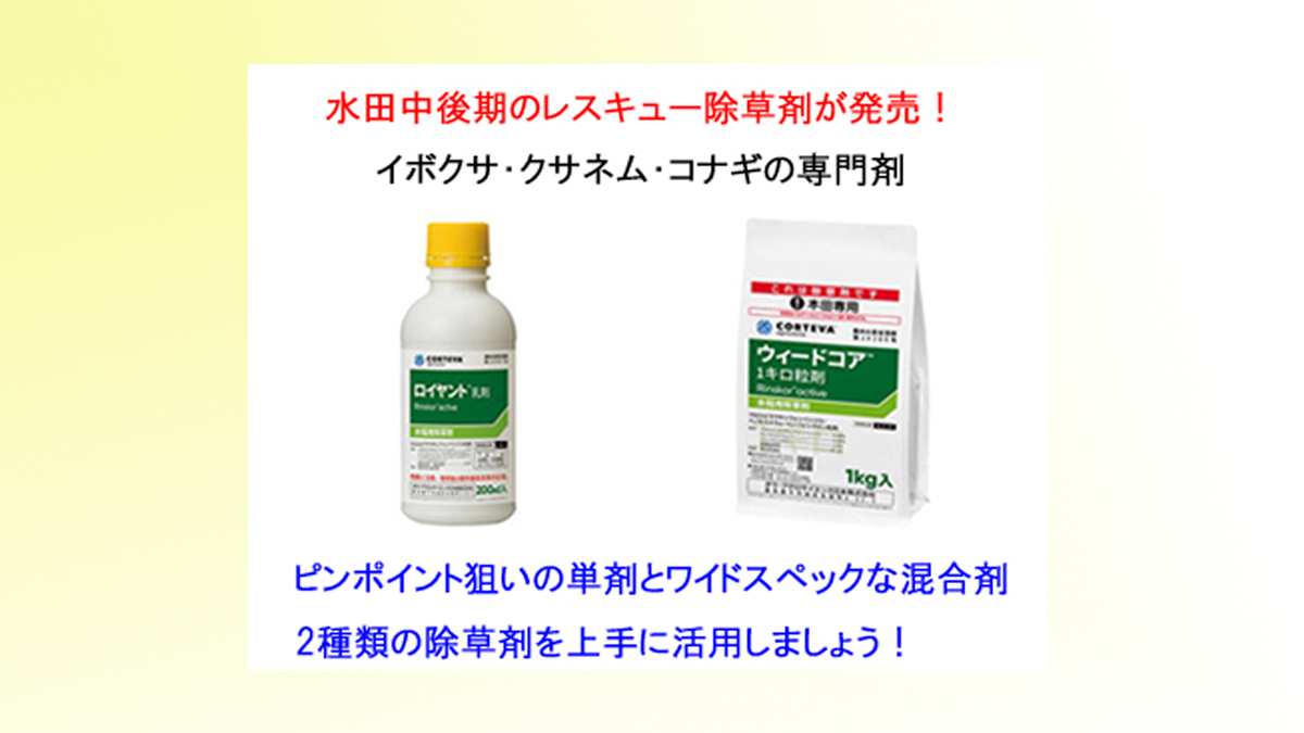 高葉齢のイボクサ クサネム コナギ等の対策に リンズコア剤 ロイヤント乳剤 ウィードコア粒剤 レビュー 農業現場の病害虫 資材情報の発信サイト