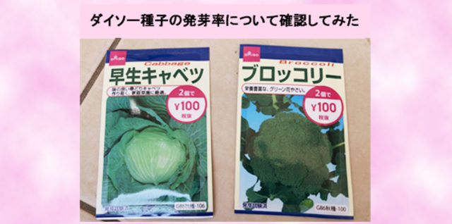 ダイソー野菜種子　発芽率検証　アイキャッチ