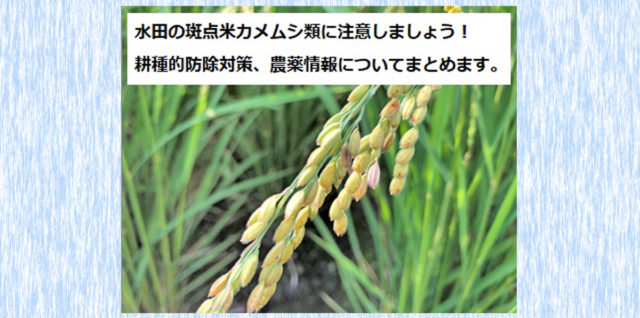 斑点米水稲　防除対策　アイキャッチ
