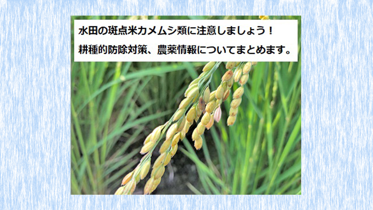 水田の斑点米カメムシ類に注意しましょう カメムシ防除農薬についても紹介します 農業現場の病害虫 資材情報の発信サイト