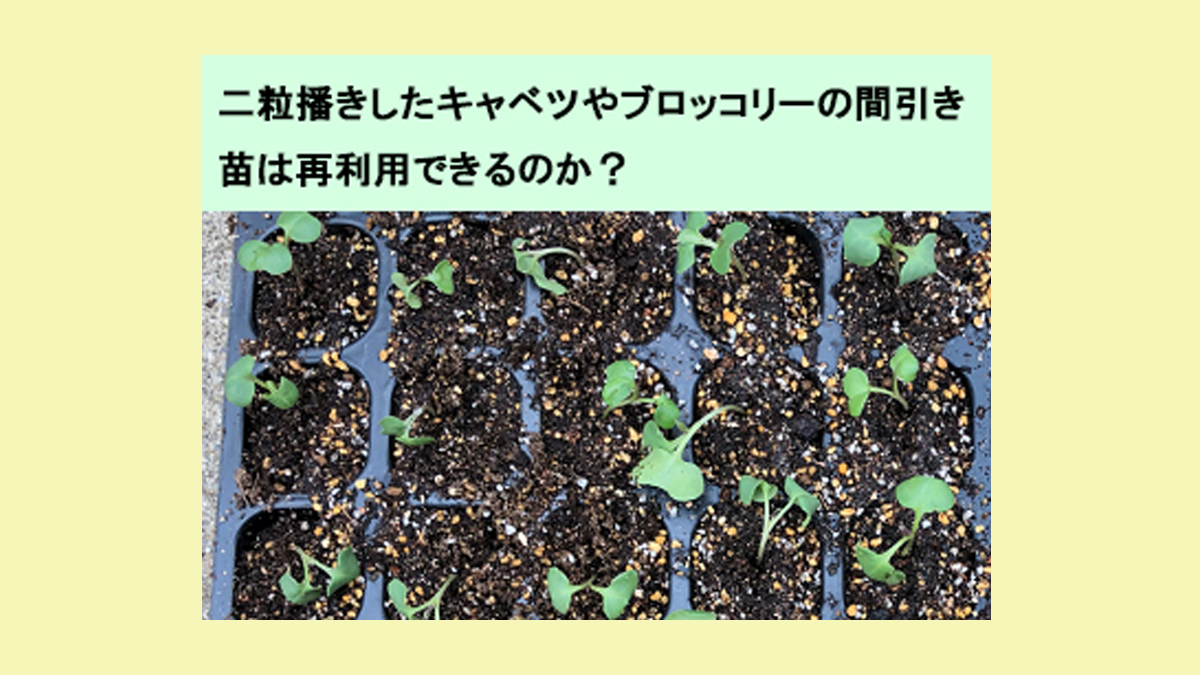 二粒播きしたキャベツやブロッコリーの間引き苗は再利用できるか実験してみました 農業現場の病害虫 資材情報の発信サイト