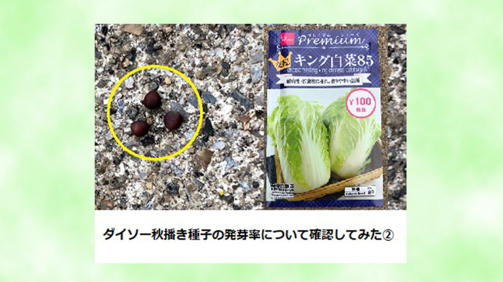 ダイソー　野菜種子　白菜　発芽率確認　アイキャッチ