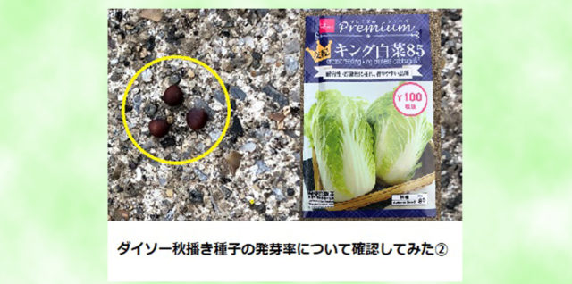 ダイソー　野菜種子　白菜　発芽率確認　アイキャッチ