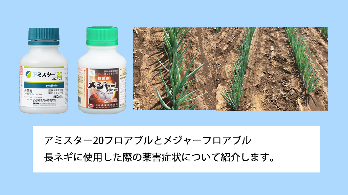 アミスターフロアブルとメジャーフロアブルの長ネギに対する薬害症状についてのレビュー 農業現場の病害虫 資材情報の発信サイト