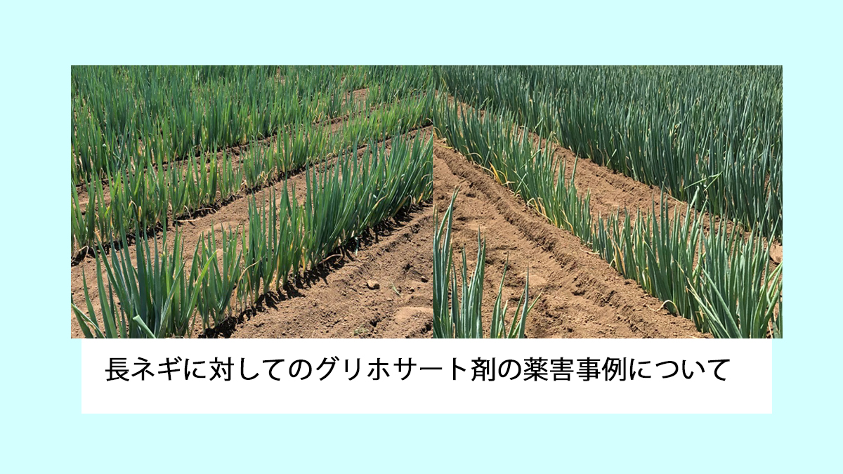 長ネギに対してのグリホサート剤の薬害事例 農業現場の病害虫 資材情報の発信サイト